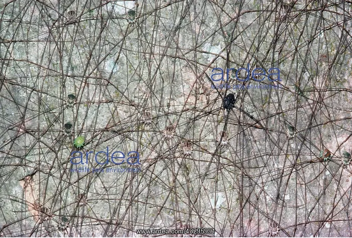 : Harvestman spiders on tree trunk : Harvestman spiders on tree trunk