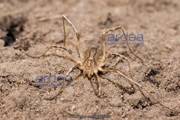 : Harvestman - UK : Harvestman - UK
