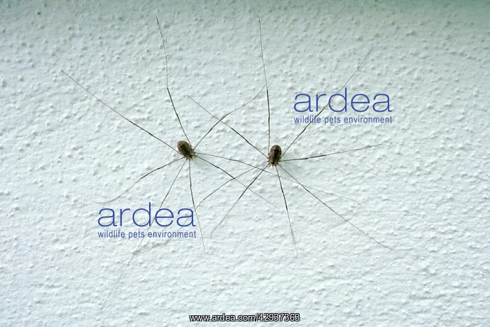 : Harvestmen Spider - pair on wall : Harvestmen Spider - pair on wall
