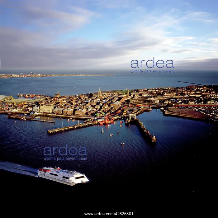 : Harwich International Port, one of the Haven ports : Harwich International Port, one of the Haven ports