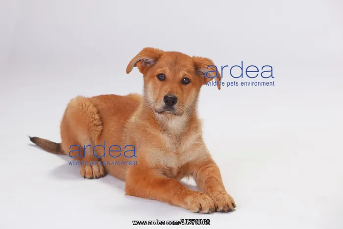 : Harz fox, puppy, 3 months, lying : Harz fox, puppy, 3 months, lying
