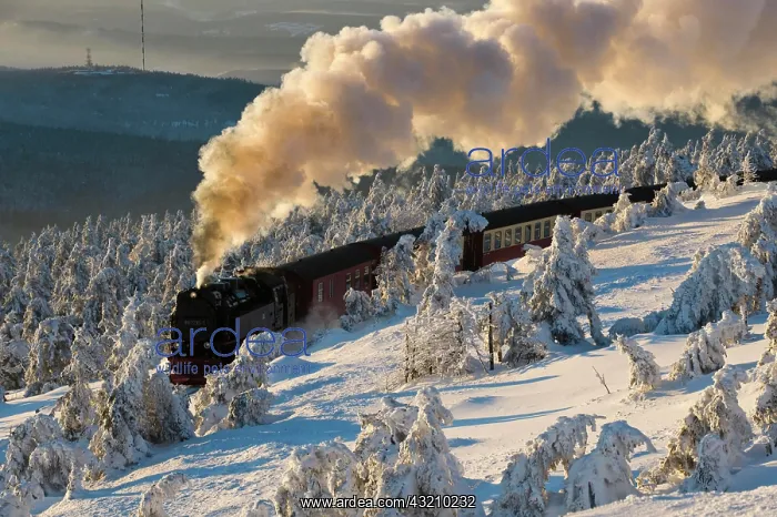 : Harz narrow-gauge railroad in a wintery forest : Harz narrow-gauge railroad in a wintery forest