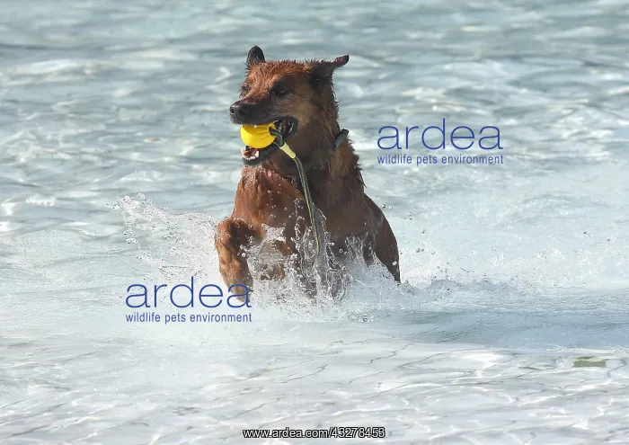 : Harzer Fuchs Labrador, mixed breed, bitch, 7 years : Harzer Fuchs Labrador, mixed breed, bitch, 7 years