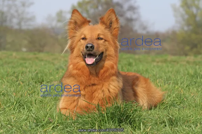 : Harzer Fuchs lying on a meadow Harzer Fuchs liegt : Harzer Fuchs lying on a meadow Harzer Fuchs liegt