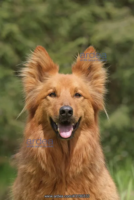 : Harzer Fuchs, male, 10 years, portrait Harzer Fuchs : Harzer Fuchs, male, 10 years, portrait Harzer Fuchs