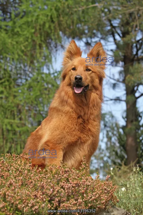 : Harzer Fuchs, male, 10 years, sitting on a rock : Harzer Fuchs, male, 10 years, sitting on a rock