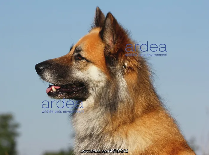 : Harzer Fuchs mixed breed, portrait, North Rhine-Westphalia : Harzer Fuchs mixed breed, portrait, North Rhine-Westphalia