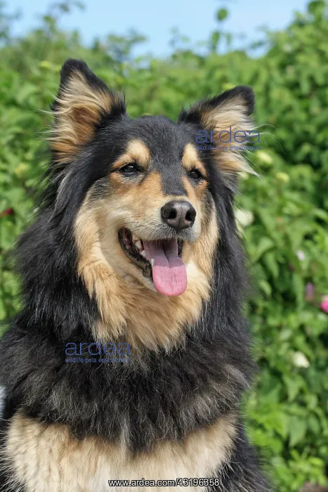 : Harzer Fuchs, portrait Harzer Fuchs (gelbbacke) : Harzer Fuchs, portrait Harzer Fuchs (gelbbacke)