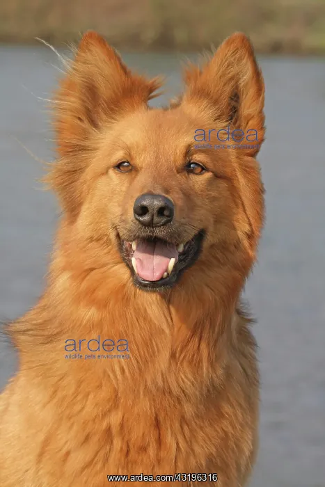 : Harzer Fuchs, portrait Harzer Fuchs Portr&, x4d2c; : Harzer Fuchs, portrait Harzer Fuchs Portr&, x4d2c;