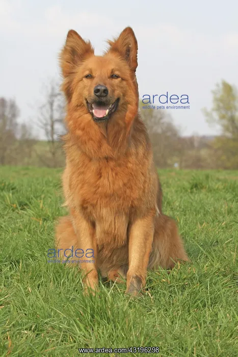 : Harzer Fuchs sitting on a meadow Harzer Fuchs sitzt : Harzer Fuchs sitting on a meadow Harzer Fuchs sitzt