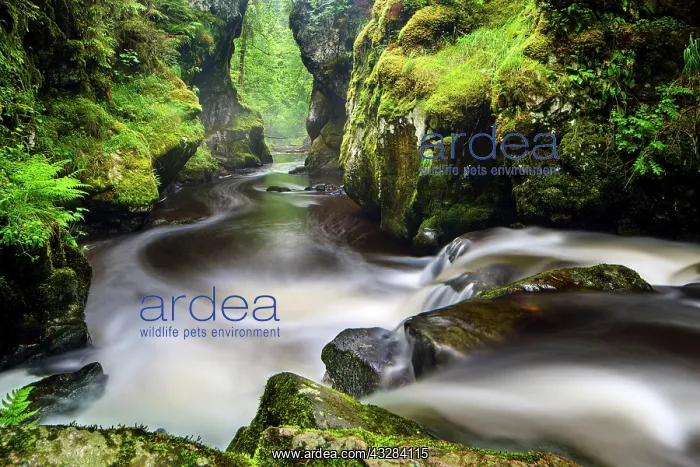 : Haslach Gorge, Haslach, Rechenfelsen, Black Forest : Haslach Gorge, Haslach, Rechenfelsen, Black Forest