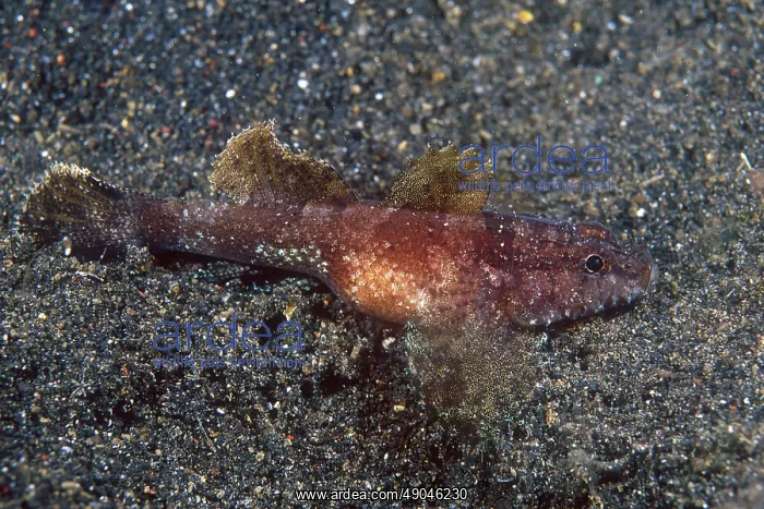 : Hasselt's Goby : Hasselt's Goby