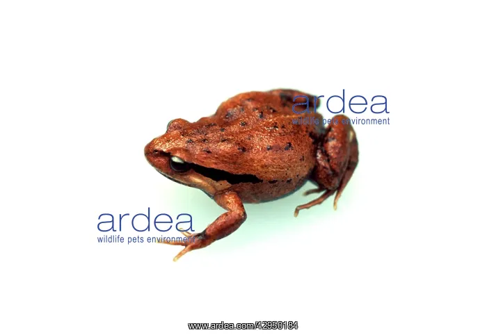 : HaswellIs froglet : HaswellIs froglet