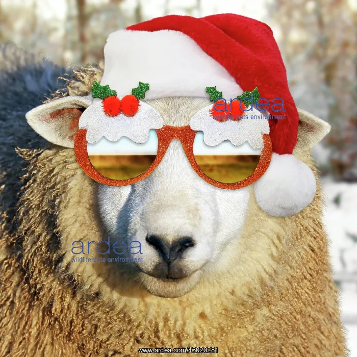 : Sheep - wearing Christmas hat amd Christmas pudding sun glasses Digital Manipulation : Sheep - wearing Christmas hat amd Christmas pudding sun glasses Digital Manipulation