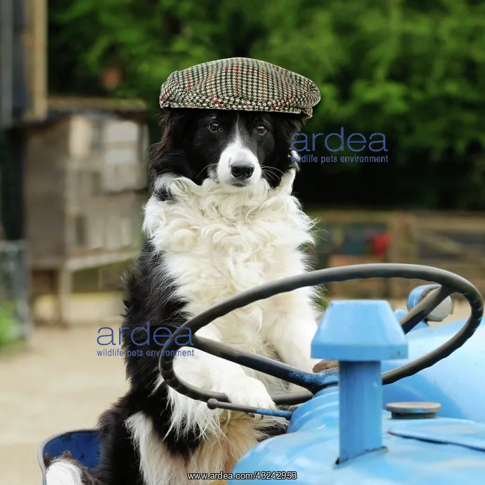 : DOG Border collie sitting on tractor wearing flat cap hat Digital Manipulation: Hat JD : DOG Border collie sitting on tractor wearing flat cap hat Digital Manipulation: Hat JD