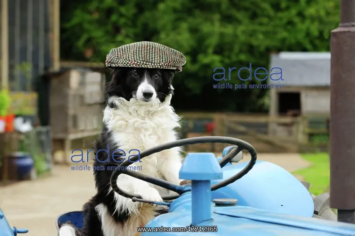 : DOG Border collie sitting on tractor wearing flat cap hat Digital Manipulation: Hat JD : DOG Border collie sitting on tractor wearing flat cap hat Digital Manipulation: Hat JD