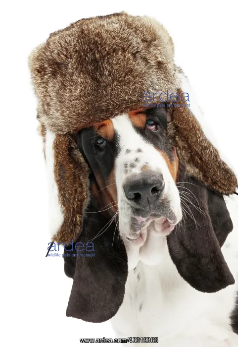 : Dog - Basset Hound - close-up of head wearing Trapper hat Digital Manipulation: Hat PAB : Dog - Basset Hound - close-up of head wearing Trapper hat Digital Manipulation: Hat PAB