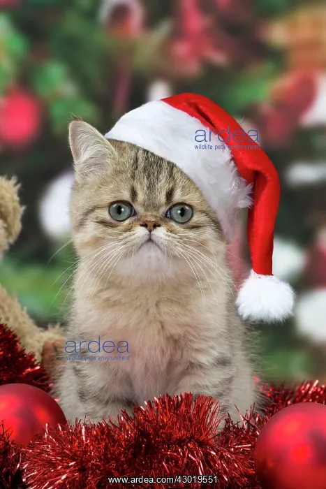 : Cat Exotic Shorthair kitten Christmas scene wearing CHristmas hat Digital Manpulation : Cat Exotic Shorthair kitten Christmas scene wearing CHristmas hat Digital Manpulation