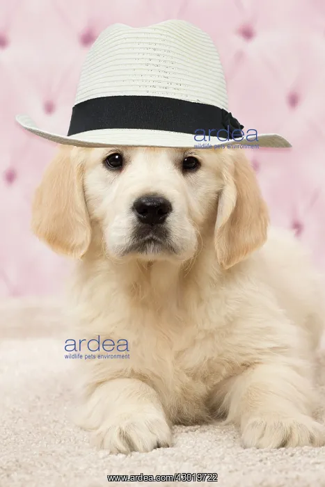 : Dog Golden Retriever Puppy 8 weeks old wearing Panama hat Digital Manipulation: Hat PAB : Dog Golden Retriever Puppy 8 weeks old wearing Panama hat Digital Manipulation: Hat PAB