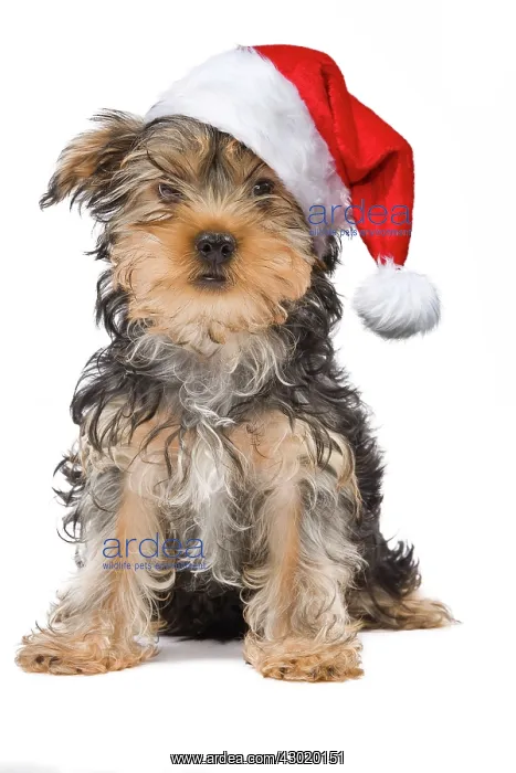 : Dog - Yorkshire Terrier wearing Christmas hat Digital Manipulation: Hat PAB : Dog - Yorkshire Terrier wearing Christmas hat Digital Manipulation: Hat PAB