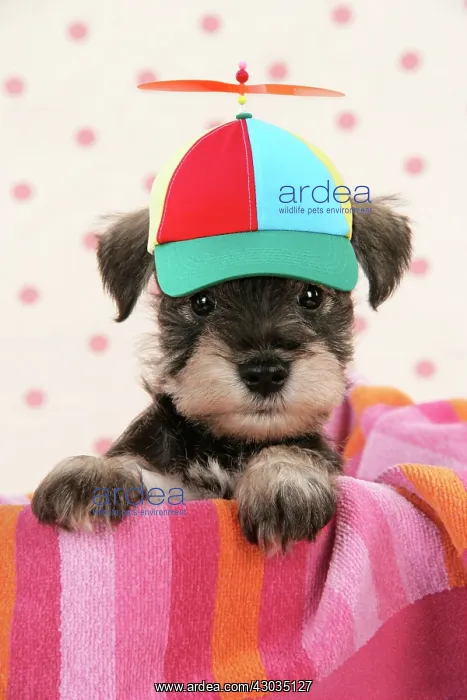: Dog. Miniature Schnauzer puppy (6 weeks old) wearing propeller hat Digital Manipulation : Dog. Miniature Schnauzer puppy (6 weeks old) wearing propeller hat Digital Manipulation