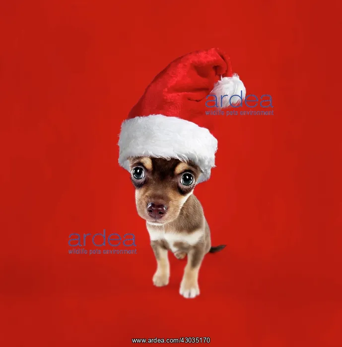: DOG - Chihuahua puppy sitting wearing Christmas hat Digital Manipulation: Hat PAB : DOG - Chihuahua puppy sitting wearing Christmas hat Digital Manipulation: Hat PAB