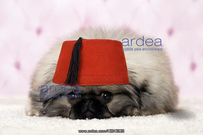 : Dog Pekingese puppy 3 months old wearing Fez hat Digital Manipulation: hat PAB : Dog Pekingese puppy 3 months old wearing Fez hat Digital Manipulation: hat PAB