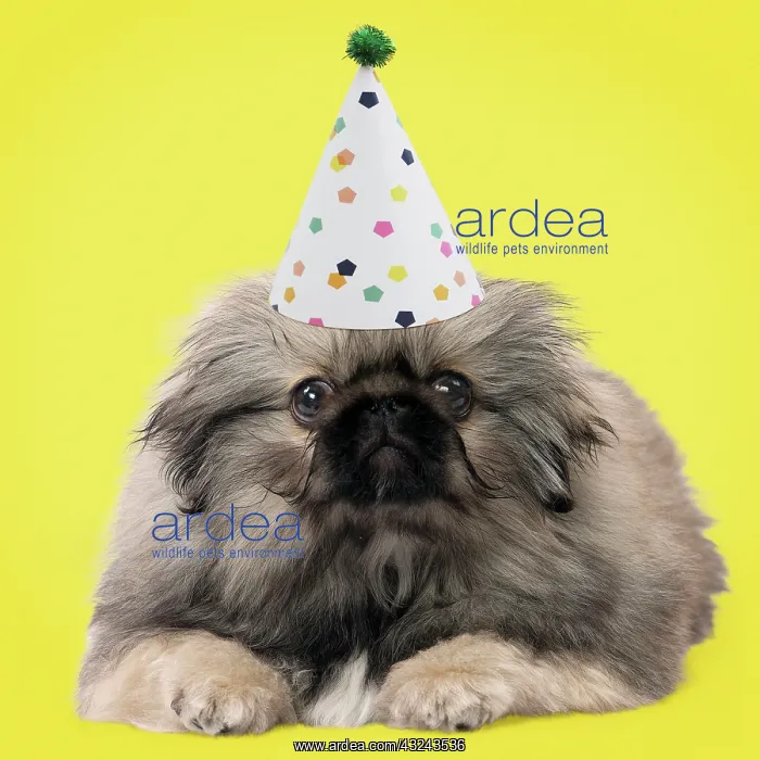 : Dog Pekingese puppy 3 months old wearing birthday party hat Digital Manipulation: Hat PAB : Dog Pekingese puppy 3 months old wearing birthday party hat Digital Manipulation: Hat PAB