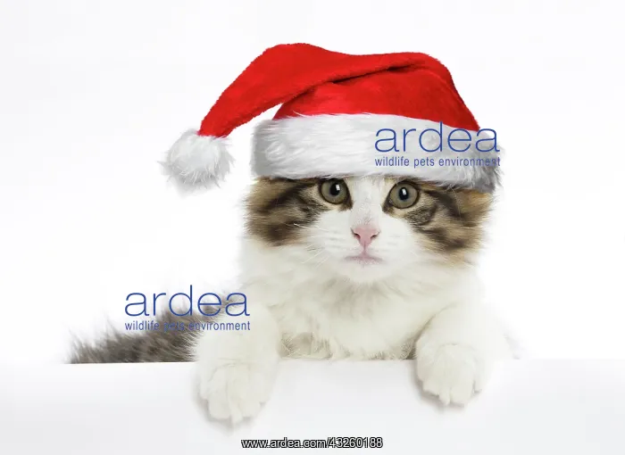 : Cat Norwegian Forest Cat kitten wearing Christmas hat DIgital Manipulation: Hat PAB : Cat Norwegian Forest Cat kitten wearing Christmas hat DIgital Manipulation: Hat PAB