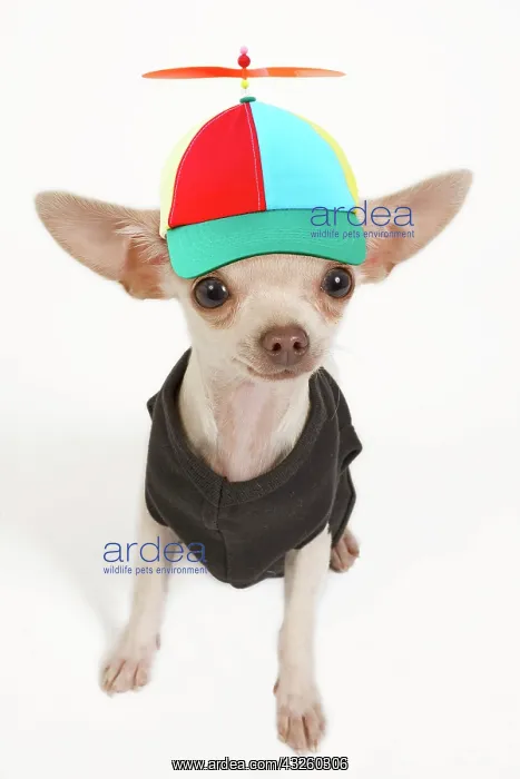 : Dog - short-haired chihuahua in studio wearing t-shirt : Dog - short-haired chihuahua in studio wearing t-shirt
