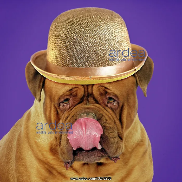 : DOG - Douge De Bordeaux licking - wearing golden bowler hat Manipulation : DOG - Douge De Bordeaux licking - wearing golden bowler hat Manipulation