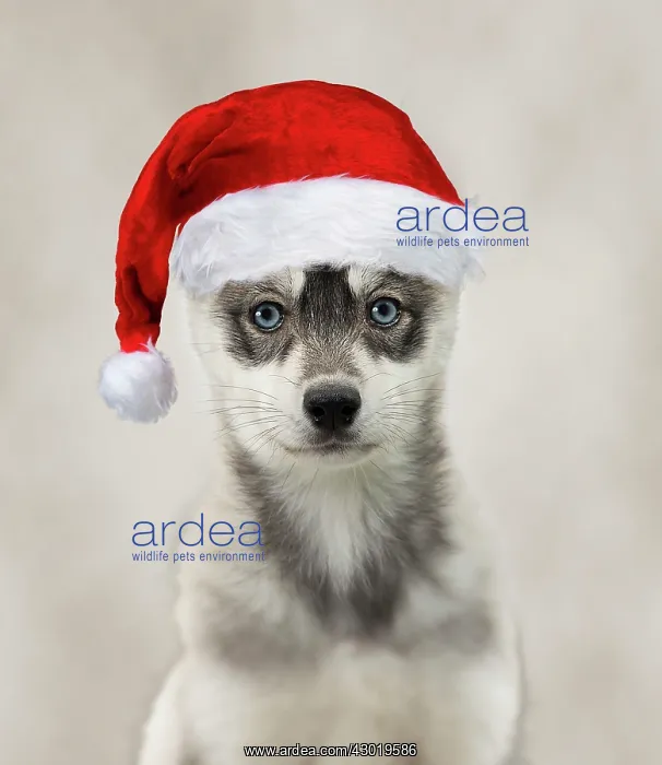 : Dog Husky puppy wearing Christmas hat Digital Manipulation: Hat PAB background : Dog Husky puppy wearing Christmas hat Digital Manipulation: Hat PAB background