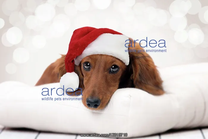 : Dog Long Haired Dachshund puppy wearing Christmas hat Digital Manipulation : Dog Long Haired Dachshund puppy wearing Christmas hat Digital Manipulation