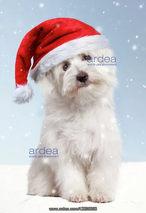 : Dog - Coton de Tulear in winter snow wearing Christmas hat Digial Manipulation : Dog - Coton de Tulear in winter snow wearing Christmas hat Digial Manipulation