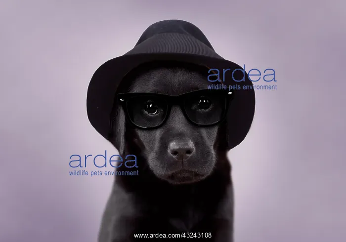 : Dog Black Labrador 6 week old puppy wearing a trilby hat : Dog Black Labrador 6 week old puppy wearing a trilby hat