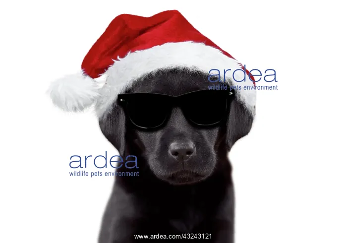 : Dog Black Labrador 6 week old puppy wearing a Christmas hat : Dog Black Labrador 6 week old puppy wearing a Christmas hat
