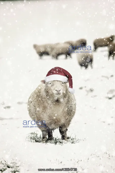 : Sheep in winter snow wearing Christmas hat UK Digital Manipulation: Hat PAB vintage : Sheep in winter snow wearing Christmas hat UK Digital Manipulation: Hat PAB vintage