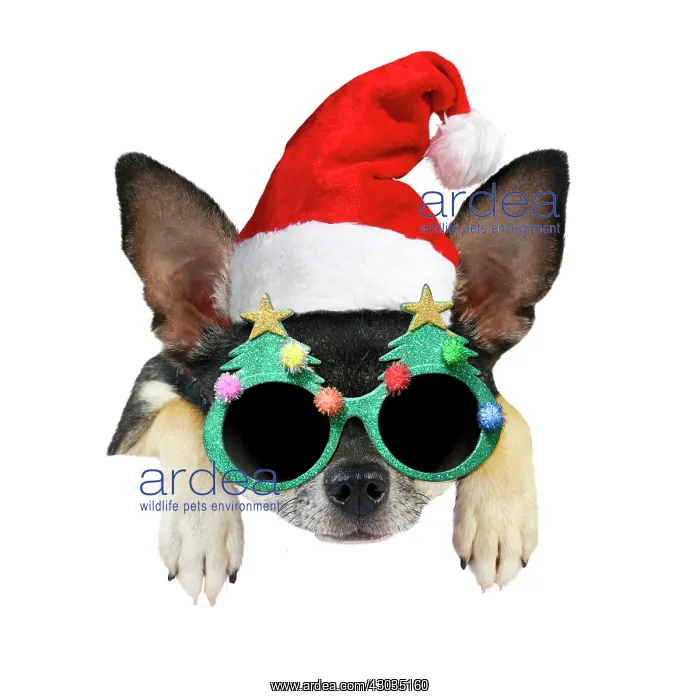 : DOG - Chihuahua wearing Christmas hat and glasses Digital Manipulation : DOG - Chihuahua wearing Christmas hat and glasses Digital Manipulation