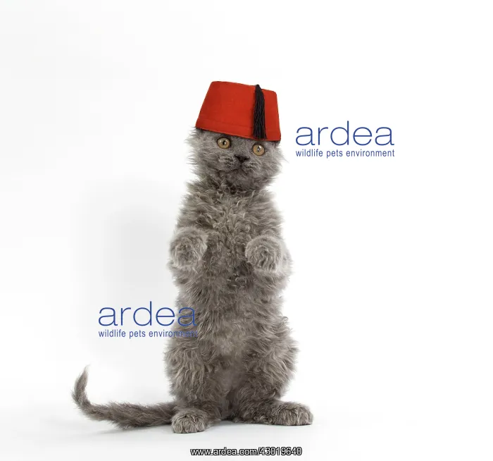 : Cat Selkirk Rex kitten standing on hind legs wearing Fez hat Digital Manipulation: Hat SG : Cat Selkirk Rex kitten standing on hind legs wearing Fez hat Digital Manipulation: Hat SG