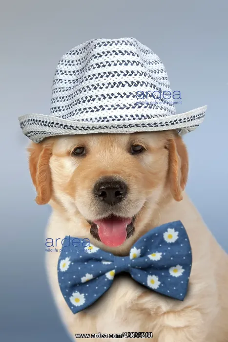 : Dog Golden Retriever 7 week old puppy wearing hat and bow tie Digital Manipulation : Dog Golden Retriever 7 week old puppy wearing hat and bow tie Digital Manipulation