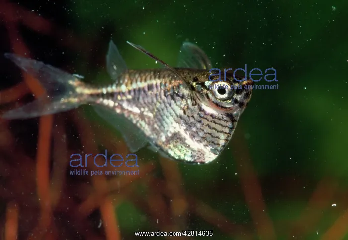  : Hatchet Fish
