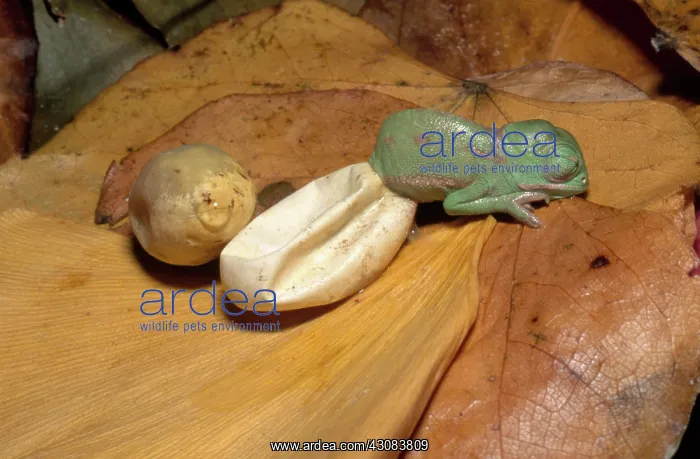 : Hatching Chameleon : Hatching Chameleon