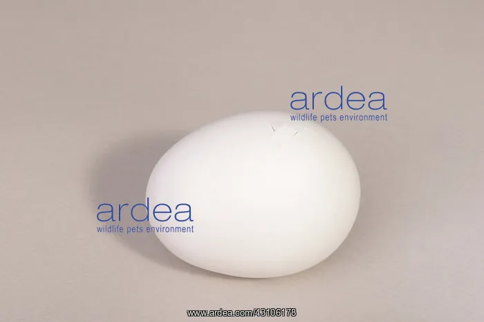 : Hatching Chicken: 1 of 22 : Hatching Chicken: 1 of 22