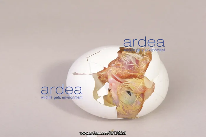 : Hatching Chicken: 10 of 22 : Hatching Chicken: 10 of 22