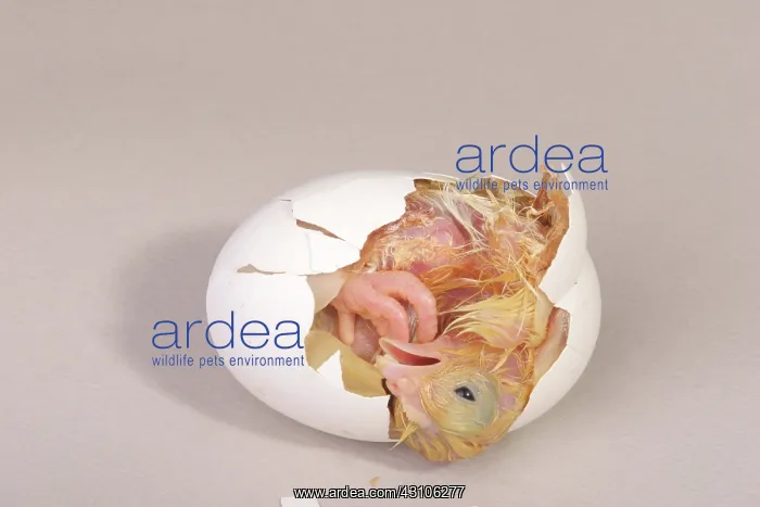 : Hatching Chicken: 12 of 22 : Hatching Chicken: 12 of 22