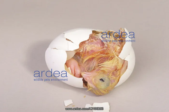 : Hatching Chicken: 13 of 22 : Hatching Chicken: 13 of 22