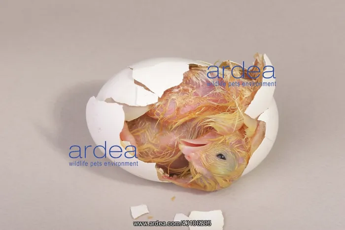 : Hatching Chicken: 14 of 22 : Hatching Chicken: 14 of 22