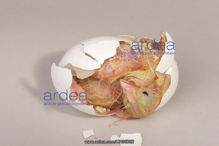 : Hatching Chicken: 15 of 22 : Hatching Chicken: 15 of 22