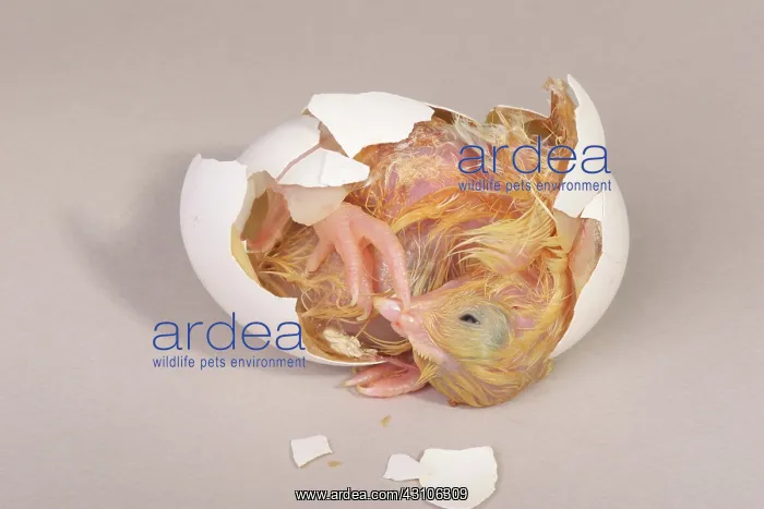 : Hatching Chicken: 16 of 22 : Hatching Chicken: 16 of 22