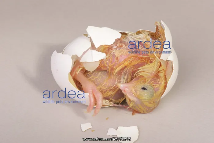 : Hatching Chicken: 17 of 22 : Hatching Chicken: 17 of 22